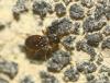 Euconnus sp.